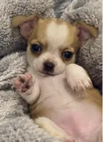 Eloise Boy 🏀, a male Chihuahua for sale in Mulberry, FL – 2 of 9