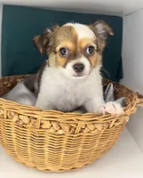 Riz male🧡, a male Chihuahua for sale in Mulberry, FL – Photo 1 of 6