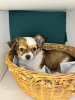 Riz male🧡, a male Chihuahua for sale in Mulberry, FL – Photo 2 of 6