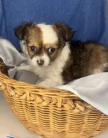 Riz male🧡, a male Chihuahua for sale in Mulberry, FL – Photo 4 of 6