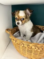 Riz male🧡, a male Chihuahua for sale in Mulberry, FL – Photo 3 of 6