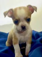 Eloise Boy 🏀, a male Chihuahua for sale in Mulberry, FL – 6 of 9