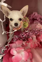 Snow ❄️, a female Chihuahua for sale in Mulberry, FL – Photo 1 of 3