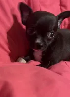 Meeka’s  girl 🌸, a female Chihuahua for sale in Mulberry, FL – 5 of 7