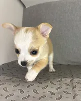 Milo ⚾️, a male Chihuahua for sale in Mulberry, FL – 10 of 10