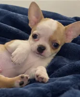 Eloise  Boy 🏀🏀, a male Chihuahua for sale in Mulberry, FL – 2 of 10