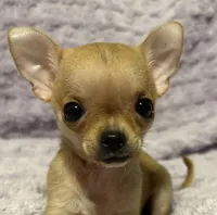 Beauty , a female Chihuahua for sale in Mulberry, FL – Photo 3 of 7