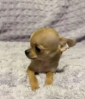 Beauty , a female Chihuahua for sale in Mulberry, FL – Photo 6 of 7