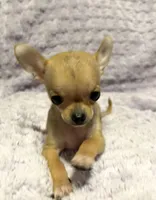 Beauty , a female Chihuahua for sale in Mulberry, FL – Photo 4 of 7