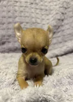 Beauty , a female Chihuahua for sale in Mulberry, FL – Photo 7 of 7