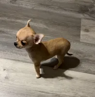 Beauty , a female Chihuahua for sale in Mulberry, FL – Photo 2 of 7