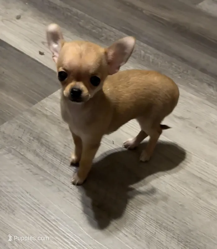 Beauty  – Chihuahua puppy for sale in Mulberry, FL