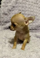 Beauty , a female Chihuahua for sale in Mulberry, FL – Photo 5 of 7