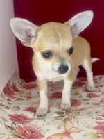 Amelia’s girl💕, a female Chihuahua for sale in Mulberry, FL – Photo 1 of 4