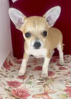 Amelia’s girl💕, a female Chihuahua for sale in Mulberry, FL – Photo 3 of 4