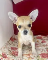 Amelia’s girl💕, a female Chihuahua for sale in Mulberry, FL – Photo 2 of 4