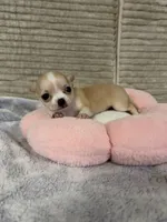 Bears pretty girl 👠, a female Chihuahua for sale in Mulberry, FL – 4 of 6