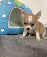 Petunia‘s boy⚾️, a male Chihuahua for sale in Mulberry, FL – 6 of 6