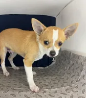 Petunia‘s boy⚾️, a male Chihuahua for sale in Mulberry, FL – 4 of 4