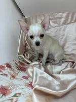Pippins girl 🌸, a female Chihuahua for sale in Mulberry, FL – 3 of 5