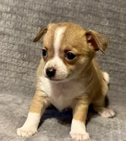 Mister personality 🥎, a male Chihuahua for sale in Mulberry, FL – 2 of 6
