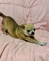 Taylor age 6, a female Chihuahua for sale in Mulberry, FL – 4 of 4