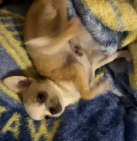 Milo, a male Chihuahua for sale in Mulberry, FL – 10 of 10