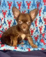 LC Cho mix color , a male Chihuahua for sale in Mulberry, FL – Photo 1 of 2