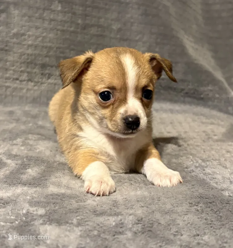 Mister personality 🥎 – Chihuahua puppy for sale in Mulberry, FL