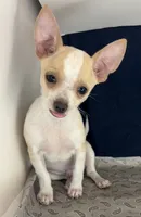 Sweet boy 🥎 P, a male Chihuahua for sale in Mulberry, FL – 4 of 4