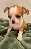 Eloise boy🏐🏐, a male Chihuahua for sale in Mulberry, FL – 6 of 9