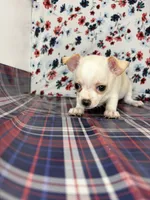 Pippins girl 🌸, a female Chihuahua for sale in Mulberry, FL – 3 of 3