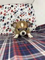 Pippins girl🌸, a female Chihuahua for sale in Mulberry, FL – 2 of 5