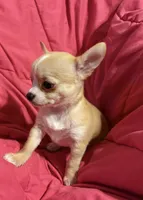 Meeka’s fawn 💕, a female Chihuahua for sale in Mulberry, FL – 5 of 7