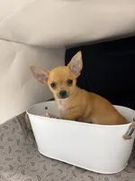 Petunia‘s boy⚾️⚾️, a male Chihuahua for sale in Mulberry, FL – 2 of 8
