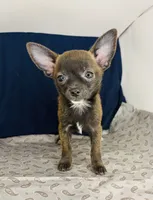 Meeka’s boy🦋, a male Chihuahua for sale in Mulberry, FL – 6 of 9