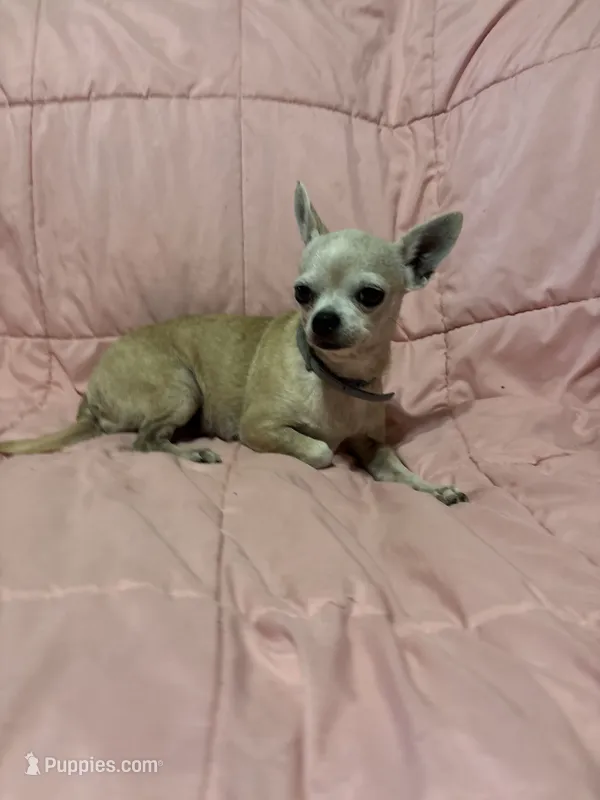 Beautiful Maisie – Chihuahua puppy for sale in Mulberry, FL