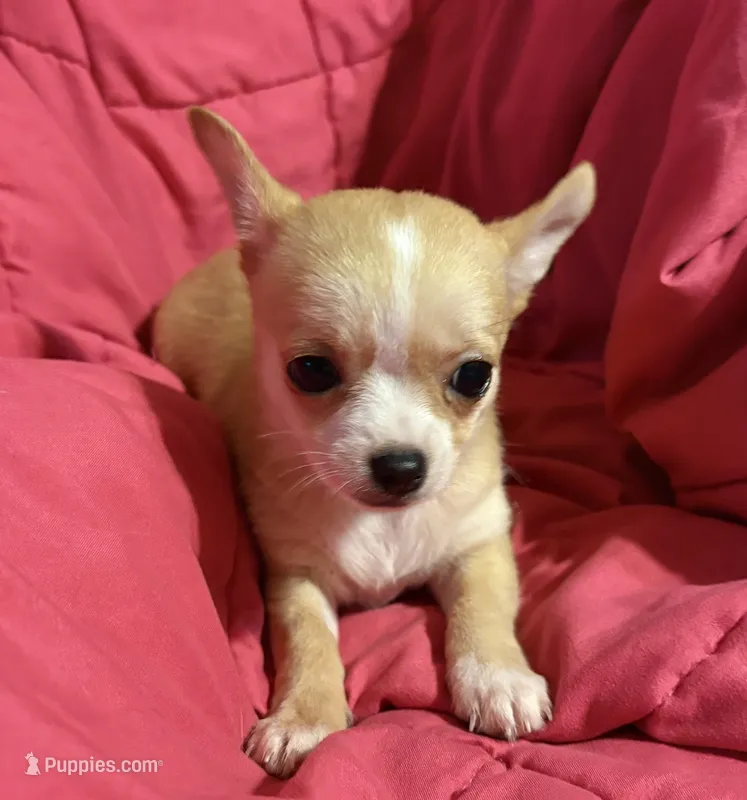Meeka’s fawn 💕 – Chihuahua puppy for sale in Mulberry, FL