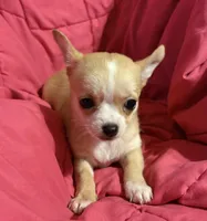 Meeka’s fawn 💕, a female Chihuahua for sale in Mulberry, FL – 1 of 7