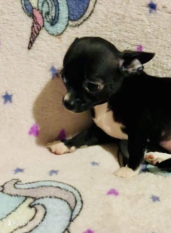 Meeka’s  girl 🌸 – Chihuahua puppy for sale in Mulberry, FL