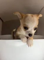 Milo, a male Chihuahua for sale in Mulberry, FL – 8 of 10