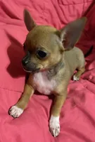 Bears girl 💛, a female Chihuahua for sale in Mulberry, FL – 7 of 10