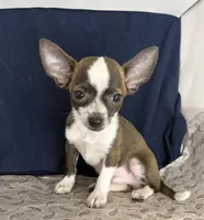 Baby boy 🥎P, a male Chihuahua for sale in Mulberry, FL – 3 of 6