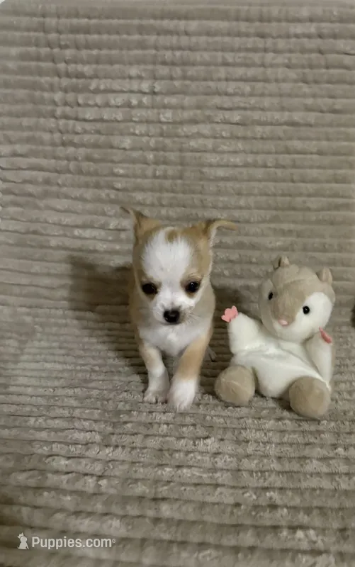 Milo ⚾️ – Chihuahua puppy for sale in Mulberry, FL