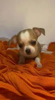 Eloise boy🏐🏐, a male Chihuahua for sale in Mulberry, FL – 5 of 9