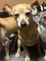 Lindy , a female Chihuahua for sale in Mulberry, FL – 3 of 4