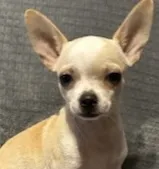 Elinor boy 💙💙 – Chihuahua puppy for sale in Mulberry, FL