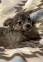 Fluffy boy, a male Chihuahua for sale in Mulberry, FL – Photo 2 of 4