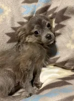 Fluffy boy, a male Chihuahua for sale in Mulberry, FL – Photo 4 of 4