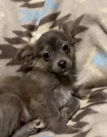 Fluffy boy, a male Chihuahua for sale in Mulberry, FL – Photo 3 of 4